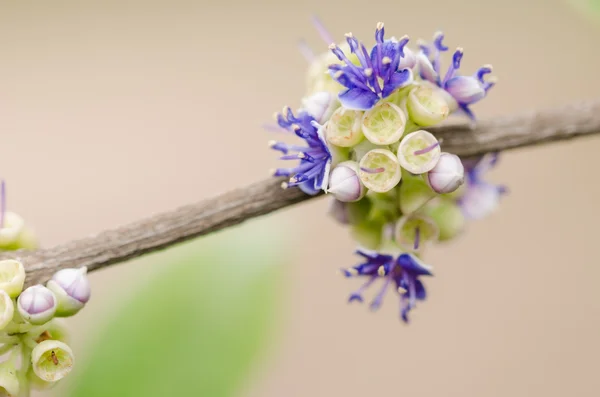 Kleine Blume — Stockfoto