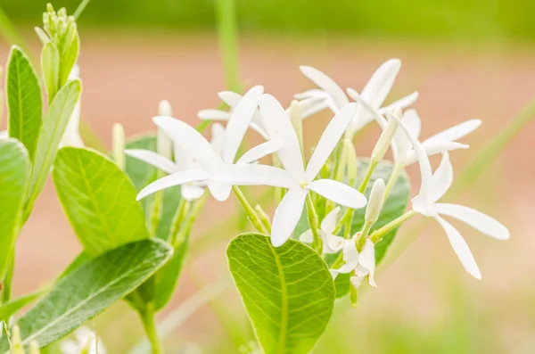 Weiße Blüte — Stockfoto