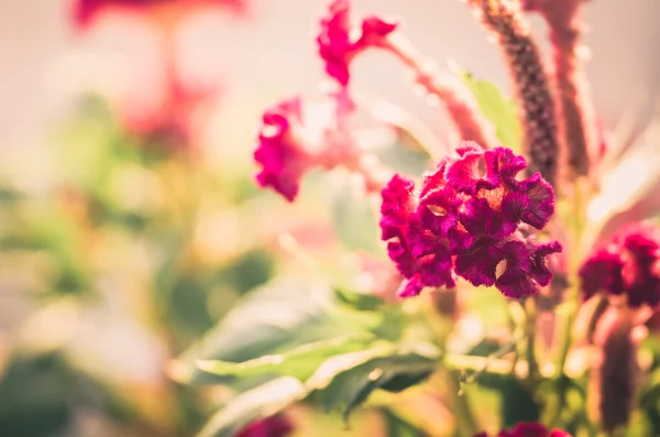 Celosia nebo vlny květiny nebo chvastoun květinové vinobraní — Stock fotografie