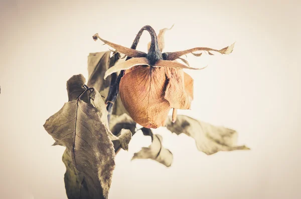 Růžové květinové vinobraní — Stock fotografie