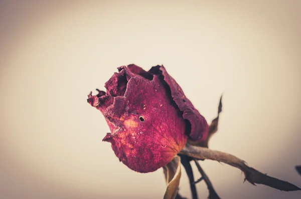 Rosa flor vintage — Fotografia de Stock