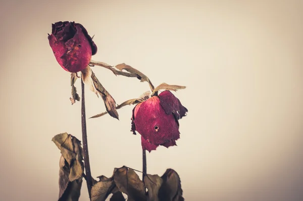 Růžové květinové vinobraní — Stock fotografie