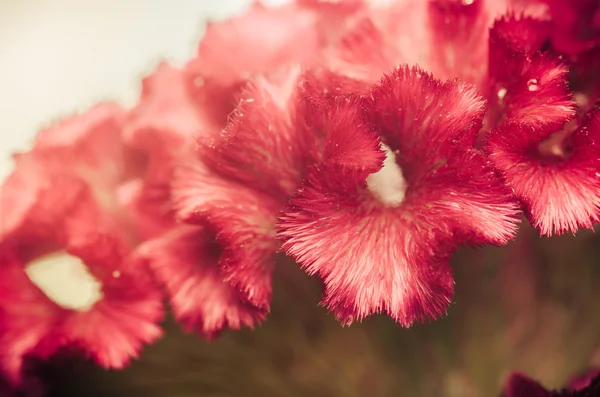 Kwiaty celosia lub wełny lub Zarozumialec kwiat vintage — Zdjęcie stockowe