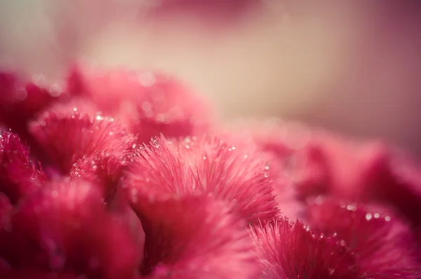 Celosia or Wool flowers or Cockscomb flower vintage — Stock Photo, Image
