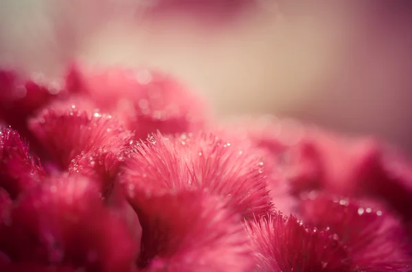 Celosia nebo vlny květiny nebo chvastoun květinové vinobraní — Stock fotografie