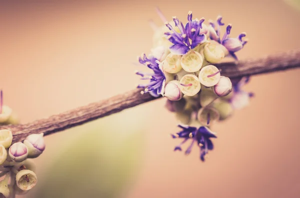 Pequena flor vintage — Fotografia de Stock