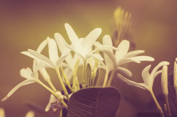 Fiore bianco vintage — Foto Stock