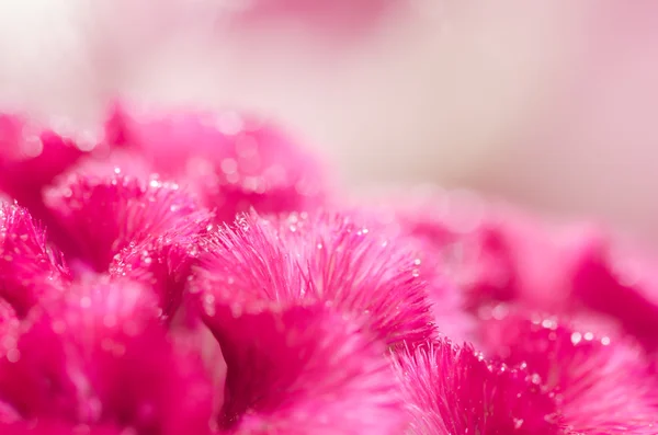 Celosia 또는 모직 꽃 이나 맨 드 라미 꽃 스톡 사진