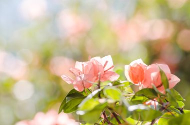 Kağıt çiçekler ya da Begonvil