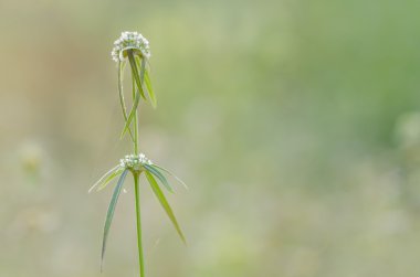 Küçük beyaz çiçek