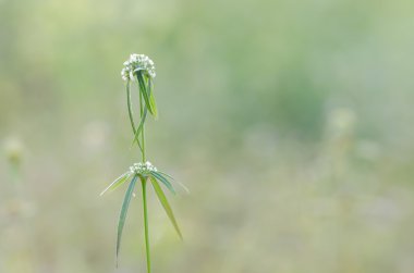 Küçük beyaz çiçek