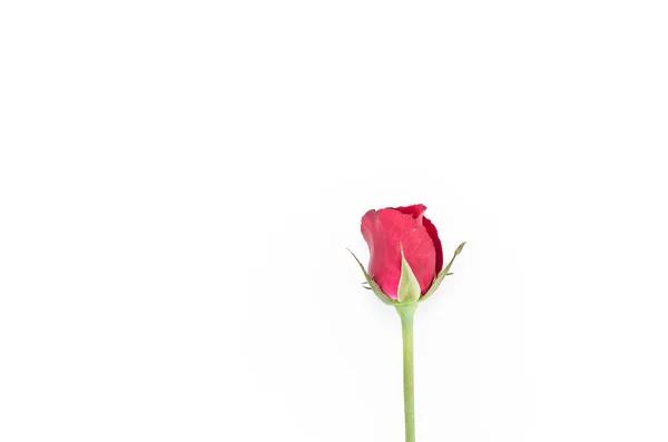 Piros rózsa virág — Stock Fotó