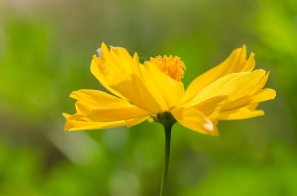 Cosmos flor sulfurosa — Fotografia de Stock