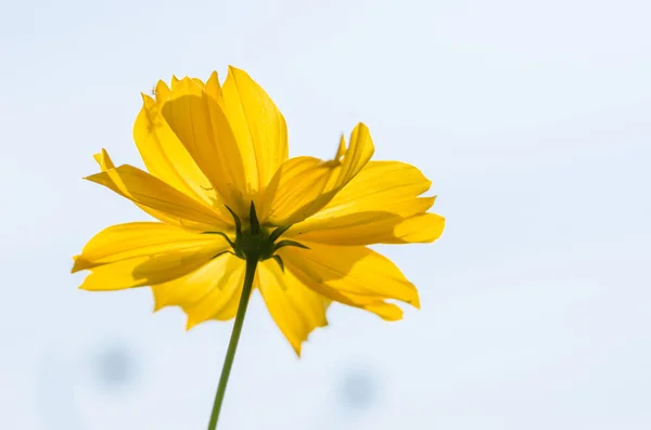 Cosmos sulphureus flower — Stock Photo, Image