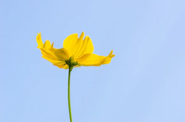 Cosmos fleur de sulfure — Photo