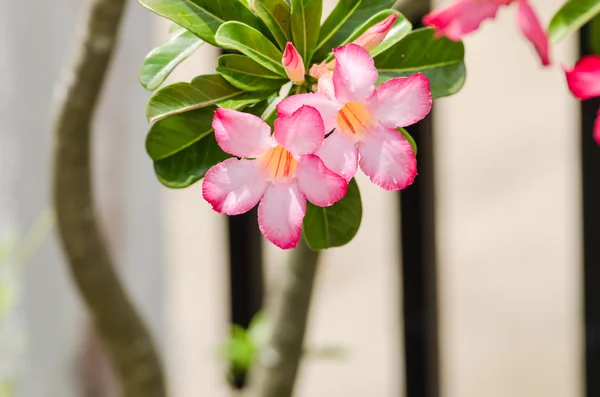 Wüstenrose oder Impala-Lilie oder Scheinazalenblüte — Stockfoto