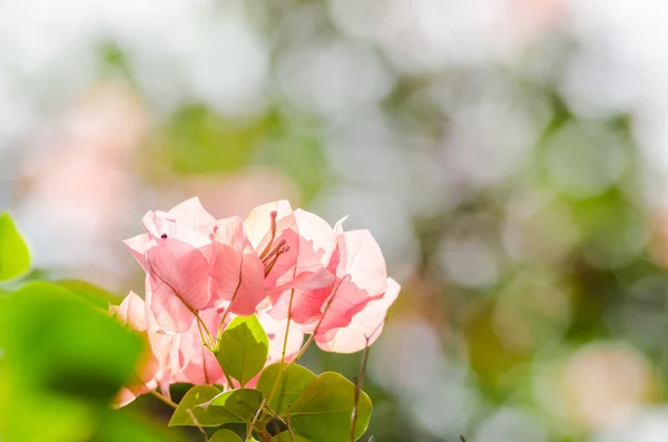 종이 꽃 또는 부겐빌레아 — 스톡 사진