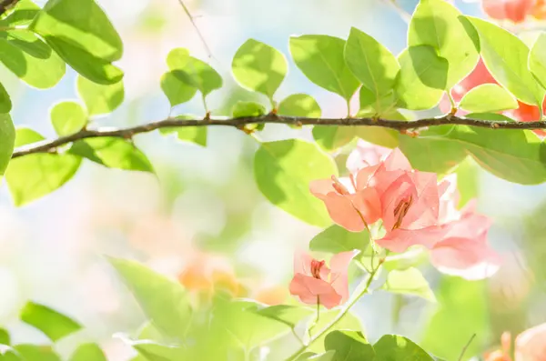 Papier bloemen of Bougainville — Stockfoto