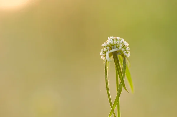 Mały biały kwiat — Zdjęcie stockowe