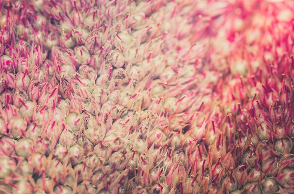 Celosia oder Wolle Blumen oder Hahnenkamm Blume Jahrgang — Stockfoto