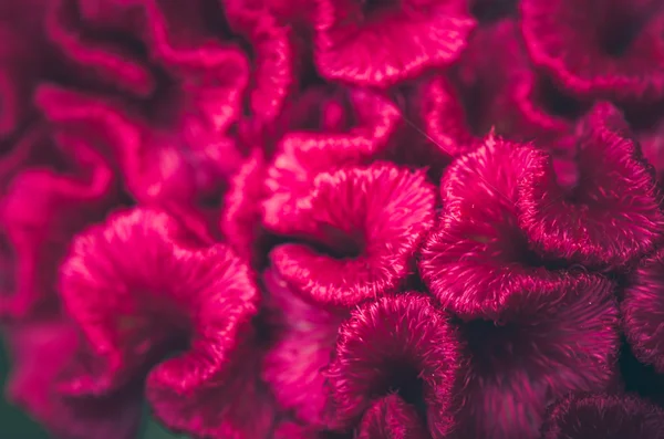 Celosia oder Wolle Blumen oder Hahnenkamm Blume Jahrgang — Stockfoto