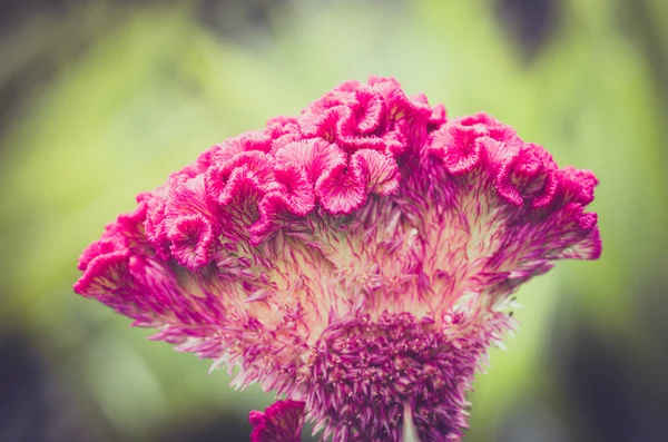 Celosia nebo vlny květiny nebo chvastoun květinové vinobraní — Stock fotografie