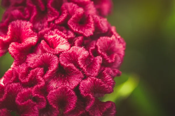 Celosia o flores de lana o flor Cockscomb vendimia — Foto de Stock