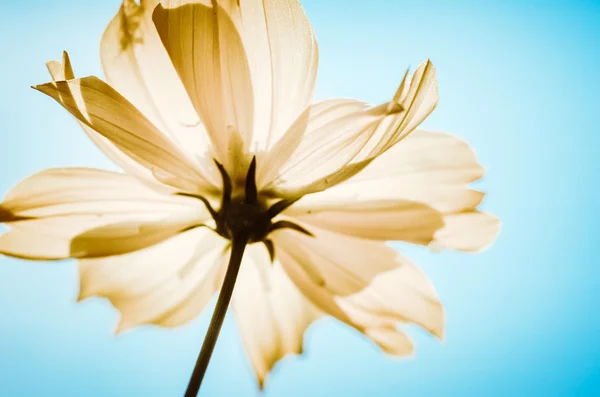 Cosmos sulphureus květinové vinobraní — Stock fotografie