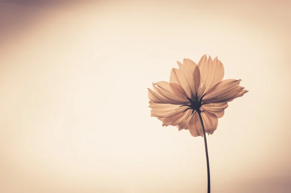 Cosmos sulphureus kwiat vintage — Zdjęcie stockowe