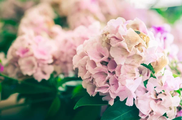Rosa Blütenjahrgang — Stockfoto