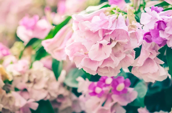 Rosa Blütenjahrgang — Stockfoto