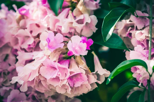 Pembe çiçek vintage — Stok fotoğraf