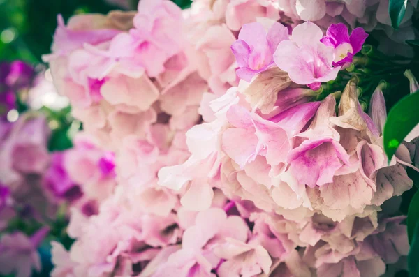 粉红色的花复古 — 图库照片