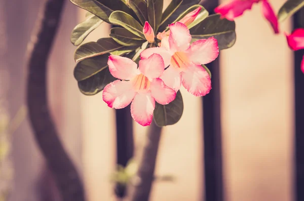 Desert rose eller impala lily eller håna azalea blomma vintage — Stockfoto