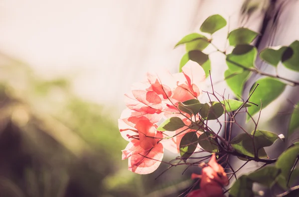 Papierblumen oder Bougainvillea Jahrgang — Stockfoto