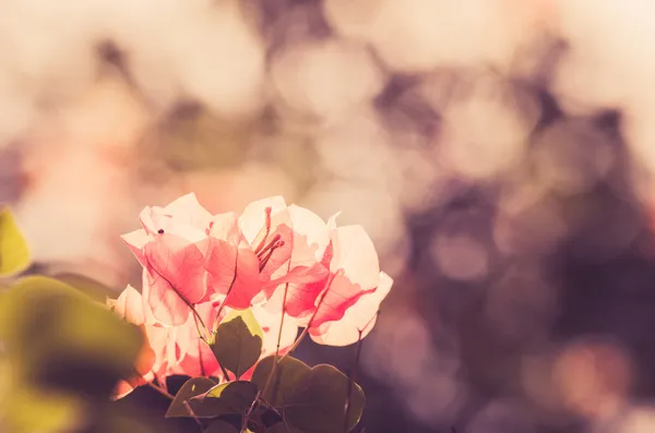 Flores de papel o Bougainvillea vintage — Foto de Stock