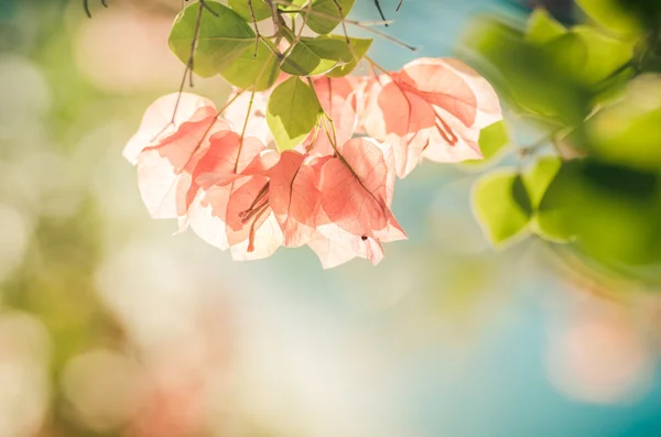 Papierblumen oder Bougainvillea Jahrgang — Stockfoto