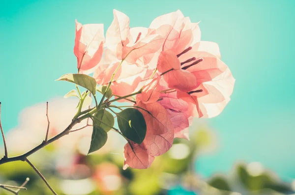 Fleurs en papier ou vintage Bougainvillea — Photo