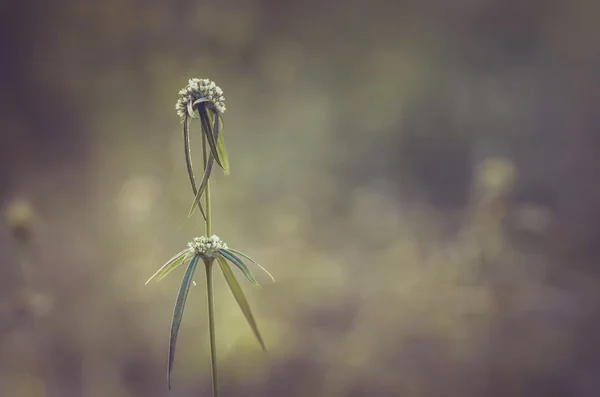 小白色花复古 — 图库照片