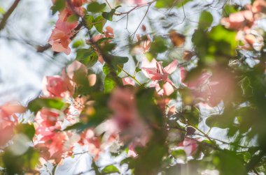 Kağıt çiçekler ya da Begonvil