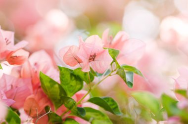 Kağıt çiçekler ya da Begonvil