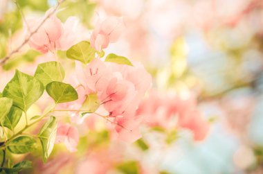 Kağıt çiçekler ya da Begonvil vintage