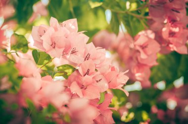 Kağıt çiçekler ya da Begonvil vintage