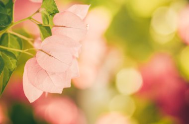 Kağıt çiçekler ya da Begonvil vintage