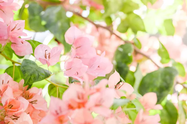 Papier bloemen of Bougainville — Stockfoto