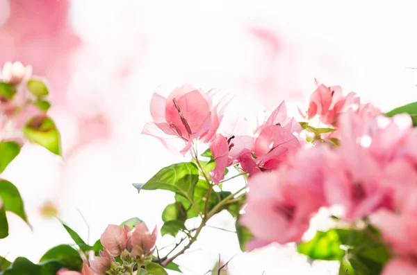 Flores de papel ou Bougainvillea — Fotografia de Stock