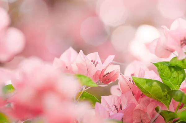 紙の花やブーゲンビリア — ストック写真