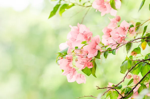 Flores de papel o buganvilla —  Fotos de Stock