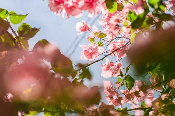 紙の花やブーゲンビリア — ストック写真