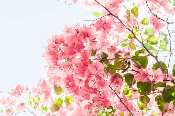 Paper flowers or Bougainvillea — Stock Photo, Image